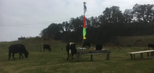At Nagathali the highest teahouses station of Tamang Heritage trails